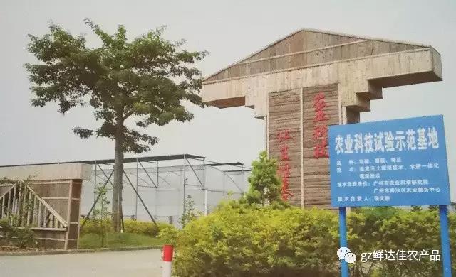 南沙農業生產香蕉视频APP黄下载