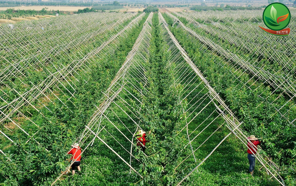 南沙農業香蕉视频APP黄下载